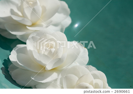 pure white, large flowered, natural light 2690661