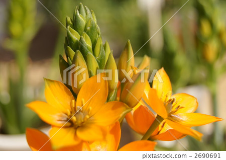 Ohnisogaram Davium Orange 2690691