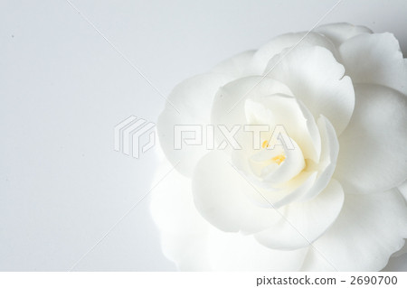 white camellia, bloom, blossom 2690700