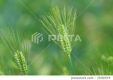 Barley 2690954