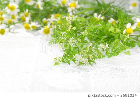 Chouville和洋甘菊 2691024