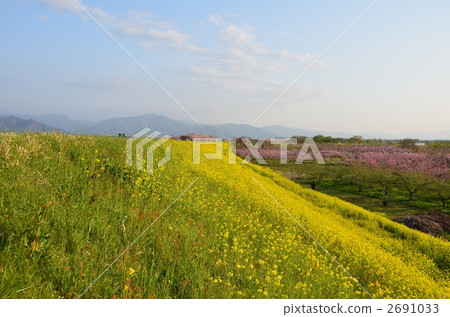 Rape blossoms 2691033