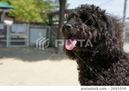 Black Toy Poodle Black Toy Poodle 2691034