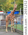 Giraffe  2691252