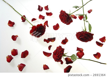 Dancing of petals rose scattered 2691364