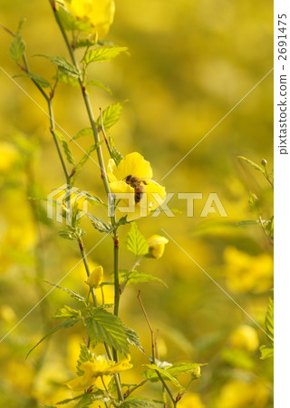 A bee 2691475