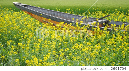Rape blossoms Rape blossoms 2691704