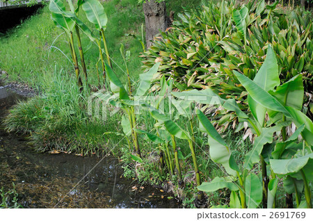 Sprouts of a bashaw Sprouts of a bashaw 2691769