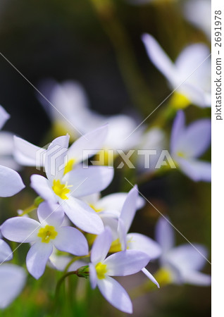 日本貼梗海棠 特寫 活力 2691978