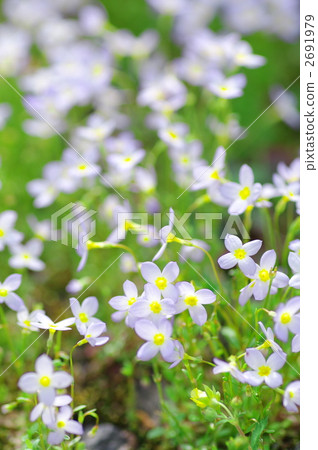 houstonia caerulea, azure bluet, quaker lady 2691979