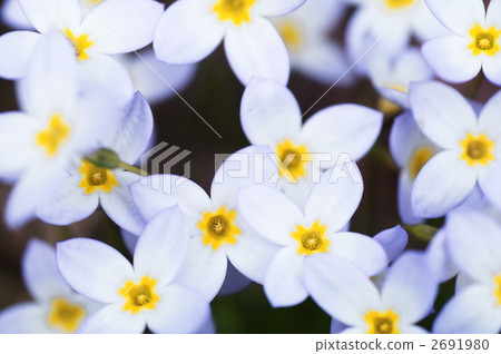 houstonia caerulea, azure bluet, quaker lady 2691980