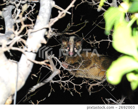 Hakubishin earthquake prediction 2692003