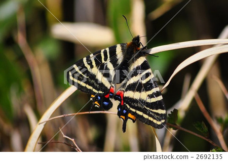 岐阜蝴蝶 蝴蝶 蟲子 2692135