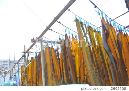 Dried konbu of Miura Peninsula Dried konbu of Miura Peninsula 2692308