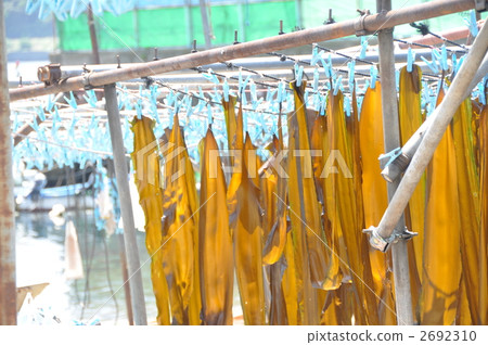 三浦半島的干konbu 2692310