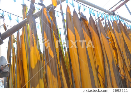 三浦半島的干konbu 2692311