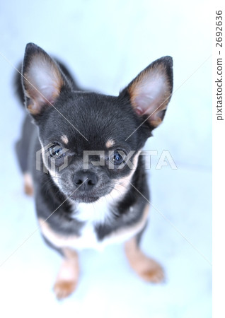 光滑的外套奇瓦瓦 吉娃娃 動物 2692636