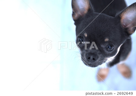 光滑的外套奇瓦瓦 吉娃娃 毛孩 2692649