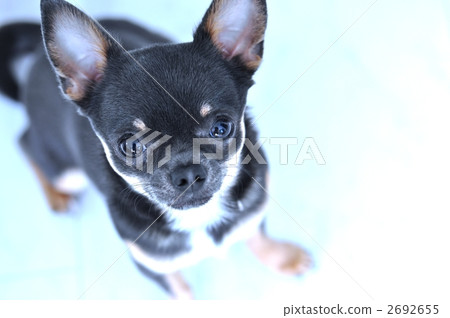 室內狗 短而貼的毛 光滑的外套奇瓦瓦 2692655