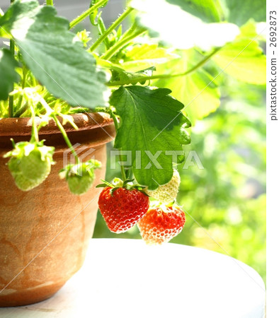 Potted strawberries, closeup 2692873