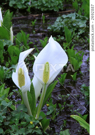 Togakushi forest park water basho 2692887