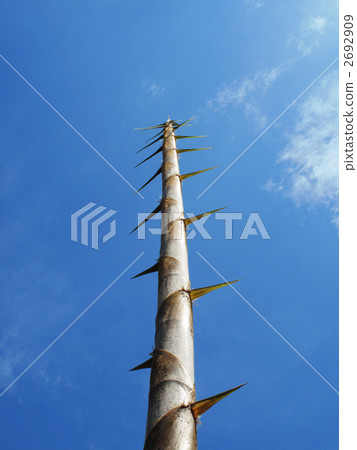 Bamboo shoots and blue sky Bamboo shoots and blue sky 2692909