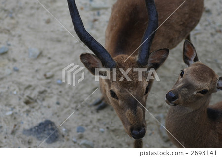 Deer parent and child Deer parent and child 2693141