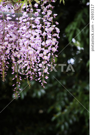 紫藤格子 2693317