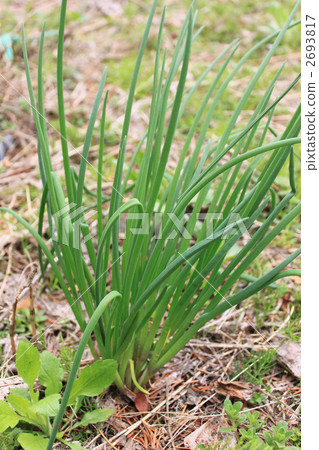 野蔥 野生小蒜 植物 2693817