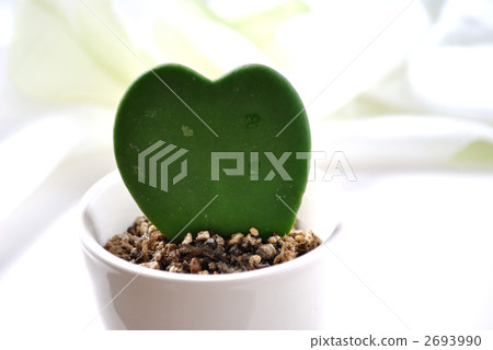 cacti, cactu, cactuse 2693990