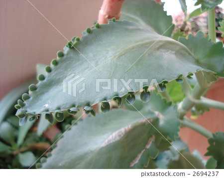 高涼菜 多肉植物 室內盆栽 2694237