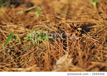 Pines and pine cones 2694488