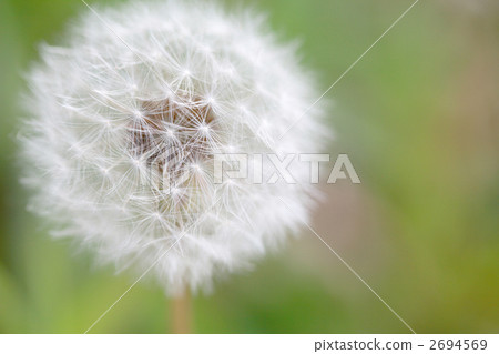 蒲公英蒲公英 蒲公英蒲公英 2694569