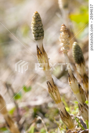 筑紫 筑紫 2694637