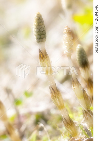 筑紫 筑紫 2694640