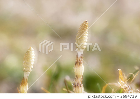 筑紫 筑紫 2694729