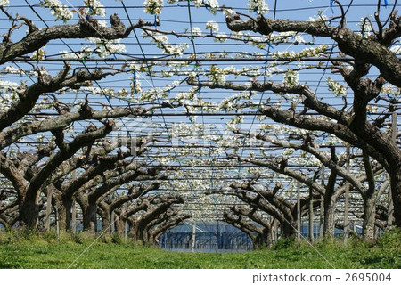 A rice shelf 2695004