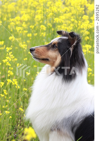 shelty, Sheltie, dog 2695262