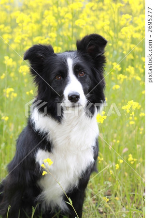 博德牧羊犬 毛孩 狗 2695277