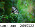 citrus swallowtail butterfly, swallowtail butterfly, butterfly 2695322