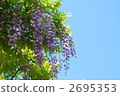 wisteria, wisterium, japanese wisteria 2695353