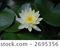 pygmy water lily, water lily, water-lily 2695356