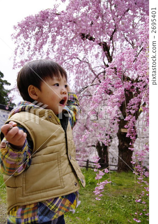 Infants and cherry blossoms Infants and cherry blossoms 2695401