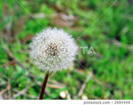Dandelion's fluff Dandelion's fluff 2695449