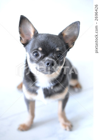 光滑的外套奇瓦瓦 小型犬 玩具狗 2696426