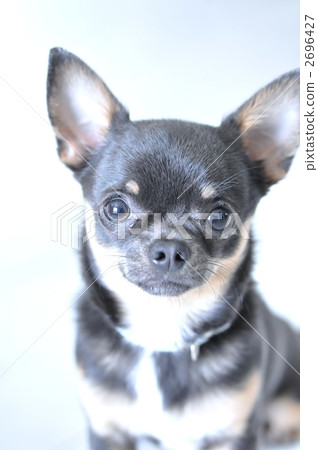 光滑的外套奇瓦瓦 小型犬 玩具狗 2696427