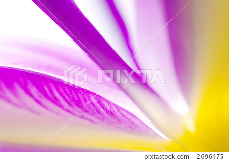 花朵 花 花卉 2696475