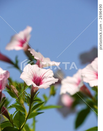 仰望天空 2696490