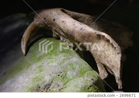 骨頭 骨骼 長牙 2696671