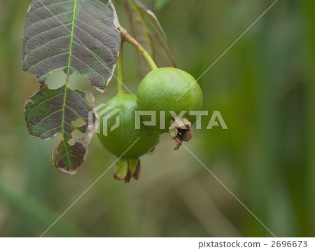 Guava fruit b 2696673